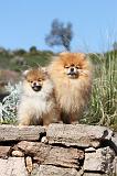 SPITZ ALLEMAND 251